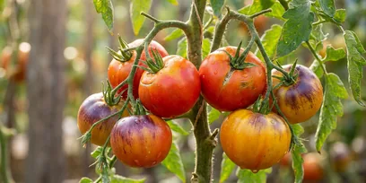 Ripe red tomatoes on the vine